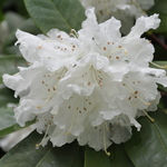 Rhododendron Boul De Neige — photo 1