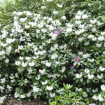 Rhododendron Boul De Neige — photo 2