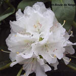 Rhododendron Boul De Neige — photo 3