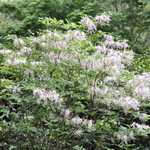 Rhododendron Canescens — photo 1
