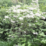 Rhododendron Canescens — photo 2
