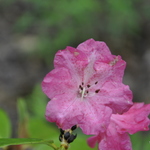 Rhododendron Cherry Red — photo 1
