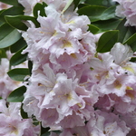 Rhododendron Chesterland — photo 2