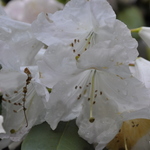 Rhododendron Cyprus — photo 1