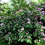 Rhododendron Cyprus — photo 2