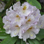 Rhododendron Dandylicious — photo 1