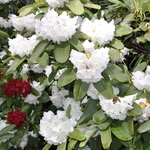 Rhododendron Dolly Madison — photo 3