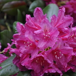 Rhododendron Dr H. C. Dresselhuys — photo 1