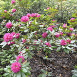 Rhododendron Dr H. C. Dresselhuys — photo 3