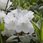 Rhododendron Finlandia — photo 1