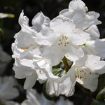 Rhododendron Finlandia — photo 3