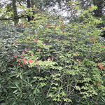 Rhododendron Firefly — photo 2
