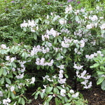 Rhododendron Fortunei — photo 1