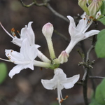 Rhododendron Fragrent Star — photo 1