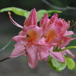 Rhododendron Gallipoli — photo 1