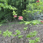 Rhododendron Gallipoli — photo 2