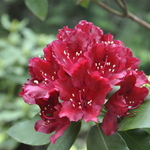 Rhododendron Girard Joshua — photo 3