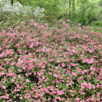 Azalea Gloskey Pink — photo 1