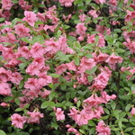 Azalea Gloskey Pink — photo 2