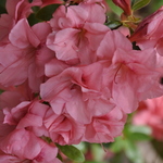 Azalea Gloskey Pink — photo 3