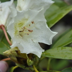 Rhododendron Golden Yellow — photo 1