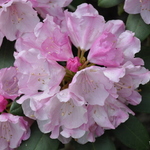 Rhododendron Hachmanns Feuerschein — photo 2