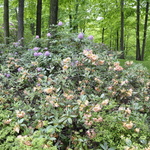 Rhododendron Hello Dolly — photo 2
