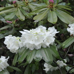 Rhododendron Ivory Tower — photo 1