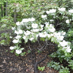 Rhododendron Ivory Tower — photo 2