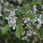 Malus Guinevere — photo 2