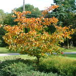 Malus Guinevere — photo 4