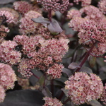 Sedum 'Purple Emperor' — photo 1