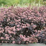 Sedum 'Purple Emperor' — photo 2