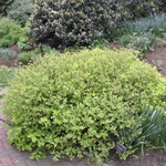 Spirea Candlelight — photo 1