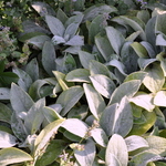 Stachys 'Helene Von Stein' — photo 1