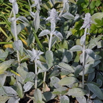 Stachys 'Helene Von Stein' — photo 2