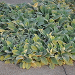 Stachys 'Helene Von Stein' — photo 3
