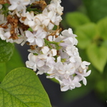 Syringa Dapple Dawn — photo 1