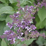 Syringa Donald Wyman — photo 2