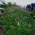 Syringa Donald Wyman — photo 3