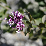 Syringa Boomerang Purple — photo 1