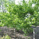 Syringa Reticulata Mandshurica — photo 1
