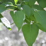 Syringa Reticulata Mandshurica — photo 2