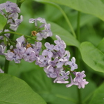 Syringa Agincourt Beauty — photo 1