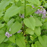 Syringa Agincourt Beauty — photo 2