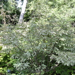 Cornus Kousa Wolf Eyes — photo 4