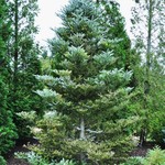 Abies Horstmanns 'Silberlocke' — photo 1