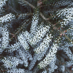 Abies Horstmanns 'Silberlocke' — photo 2