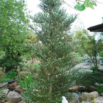 Abies Horstmanns 'Silberlocke' — photo 4