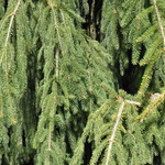 Picea Abies Aarburg — photo 1